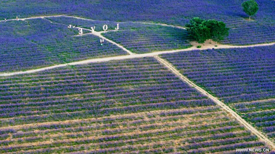 حفول اللافندر المتفتحة