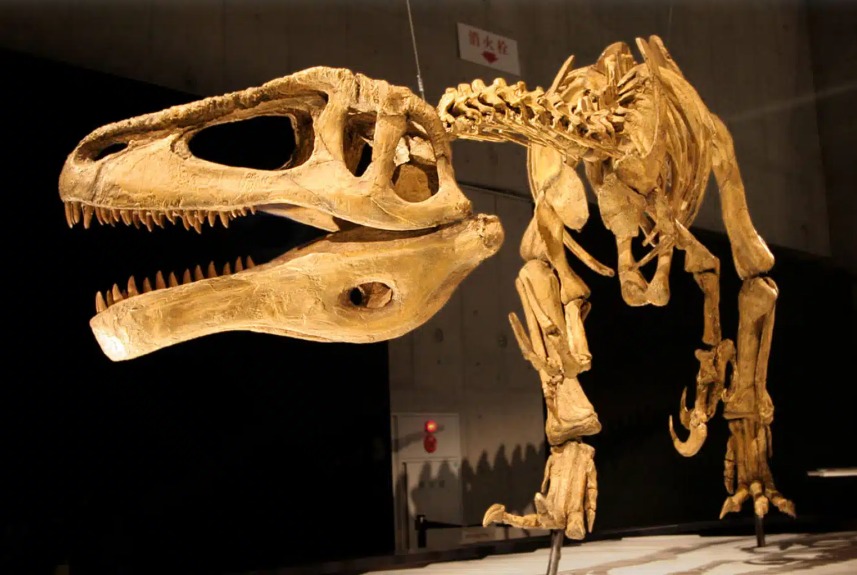 هيكل عظمى لديناصور