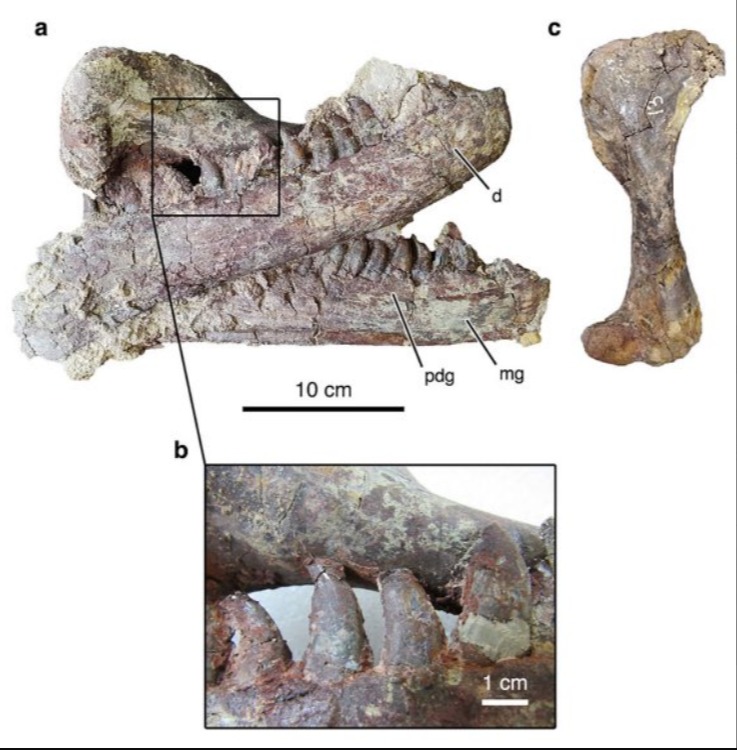 عظم تمساح بين فكى ديناصور
