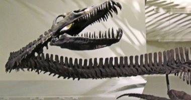 وحش المحيطات