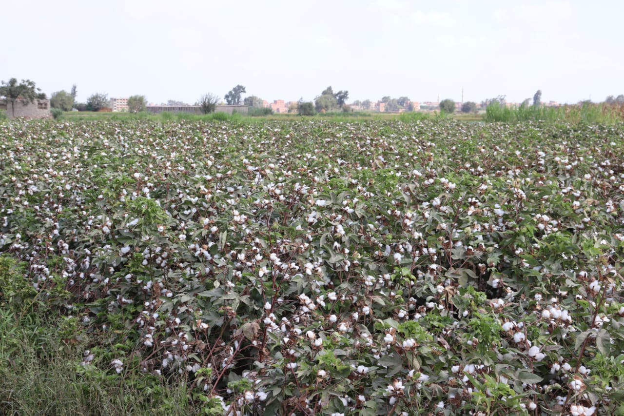 القطن المصري