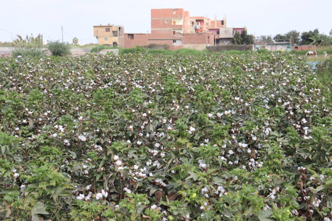 قطن القليوبية