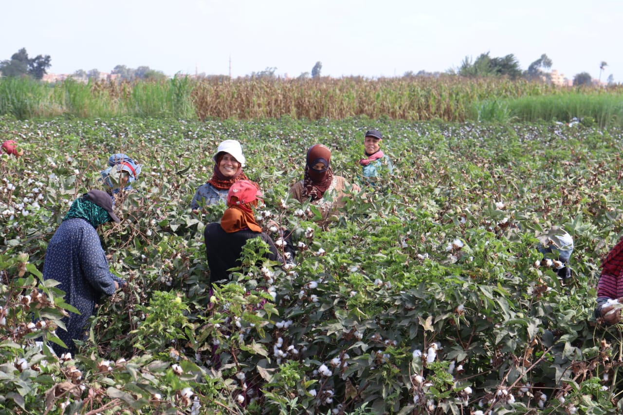 فرحة حصاد القطن بالقليوبية