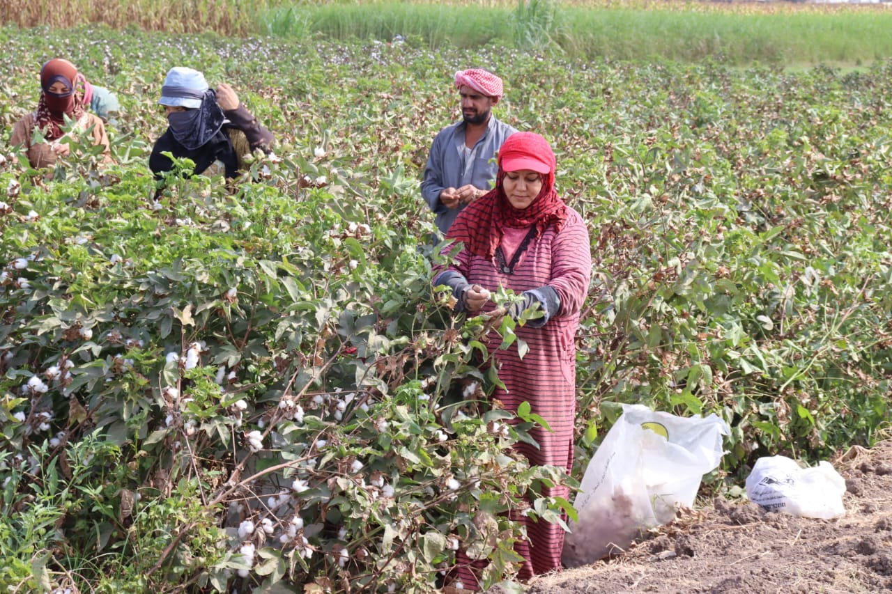 حصاد القطن بالقليوبية