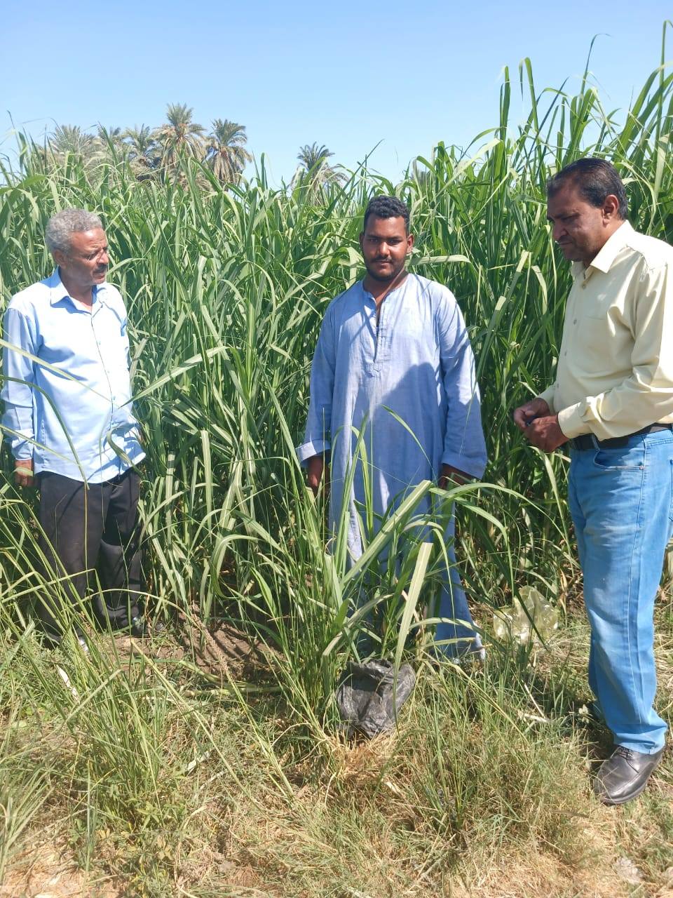 توصيات فنية لمزارعى قصب السكر بالأقصر لضمان أفضل إنتاجية توصيات فنية لمزارعى قصب السكر بالأقصر لضمان أفضل إنتاجية