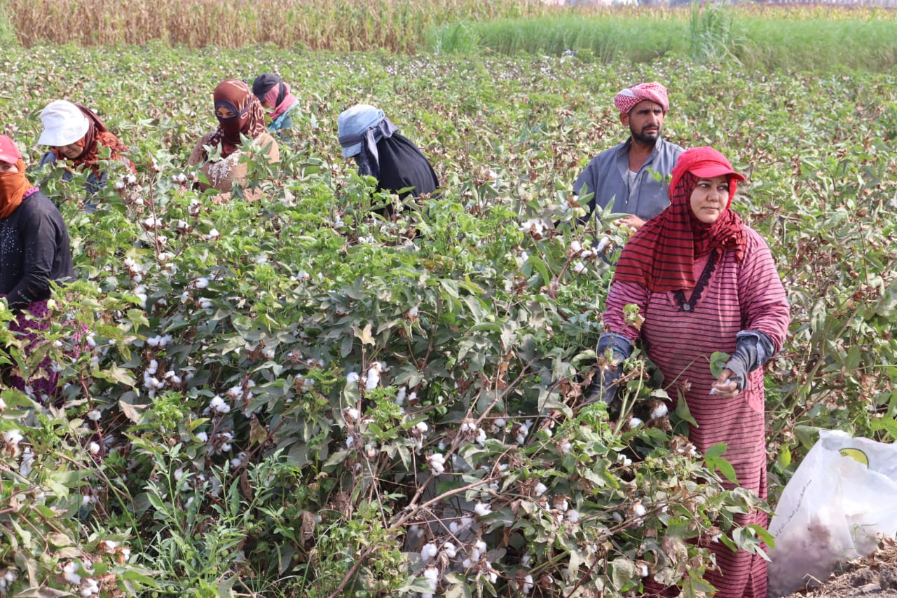 السيدات بمزارع القطن