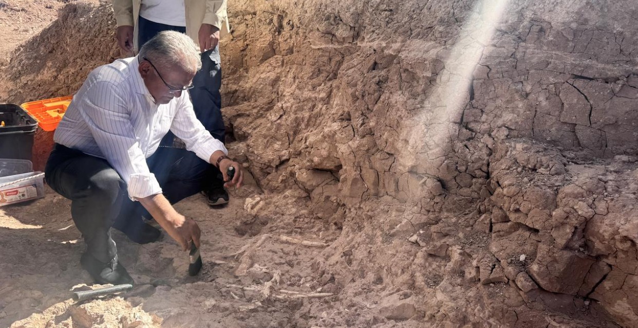 حفرية نمر حفرية نمر