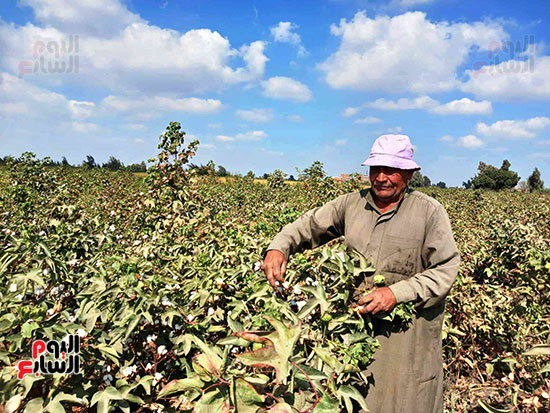 الفلاح-الفصيح