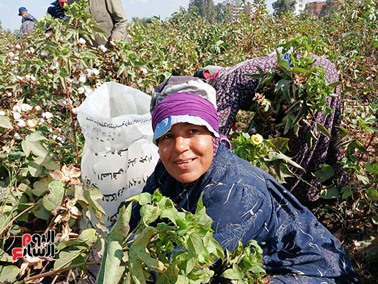 الايادى-الشقيانة
