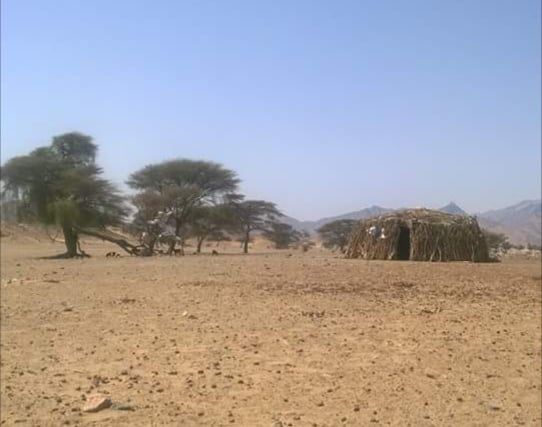 يتن تشيده من جذوع الاشجار