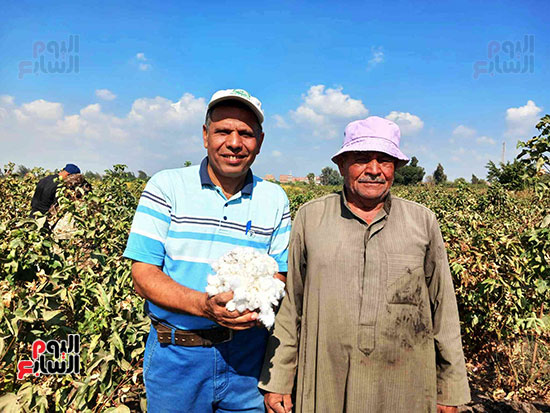 انطلاق-حصاد-القطن