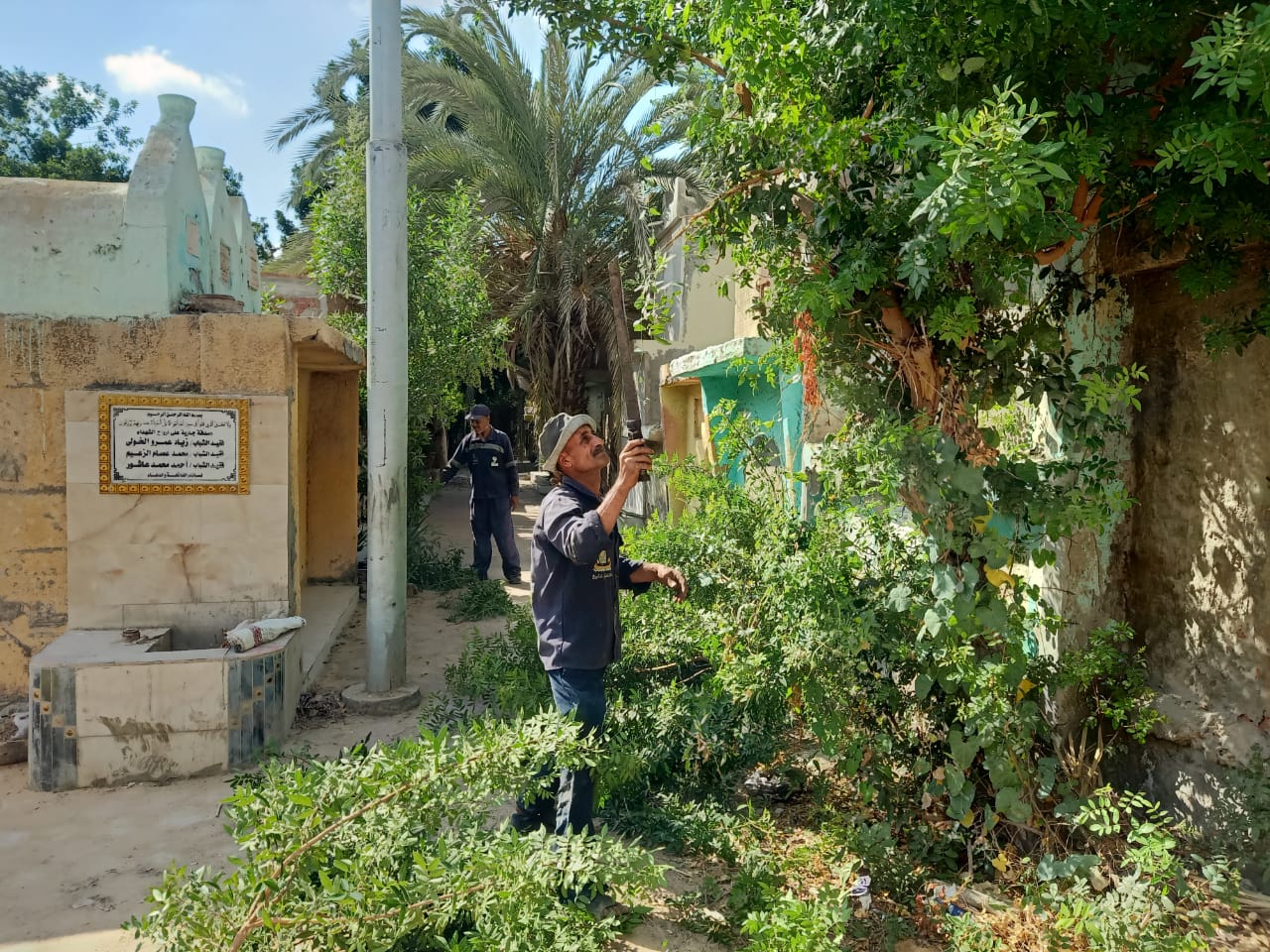 تقليم الأشجار تقليم الأشجار