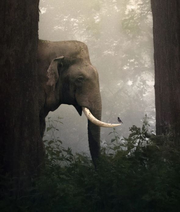 لحظة جميلة بين فيل وطائر