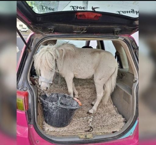 حمار في مقعد خلفي للسيارة