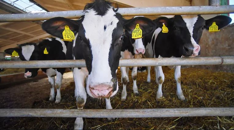 طريقة جديدة لزيادة انتاج الألبان من الأبقار