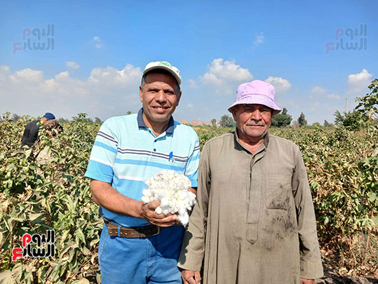 انطلاق-حصاد-القطن