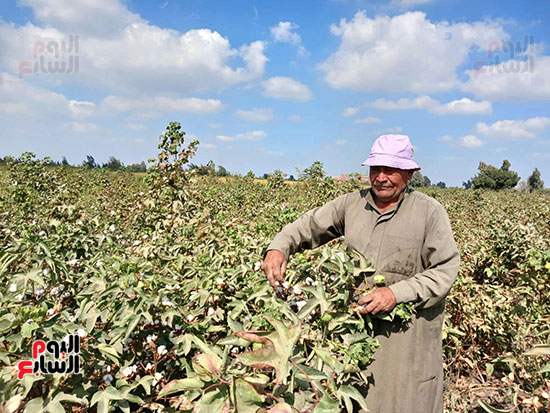 الفلاح-الفصيح