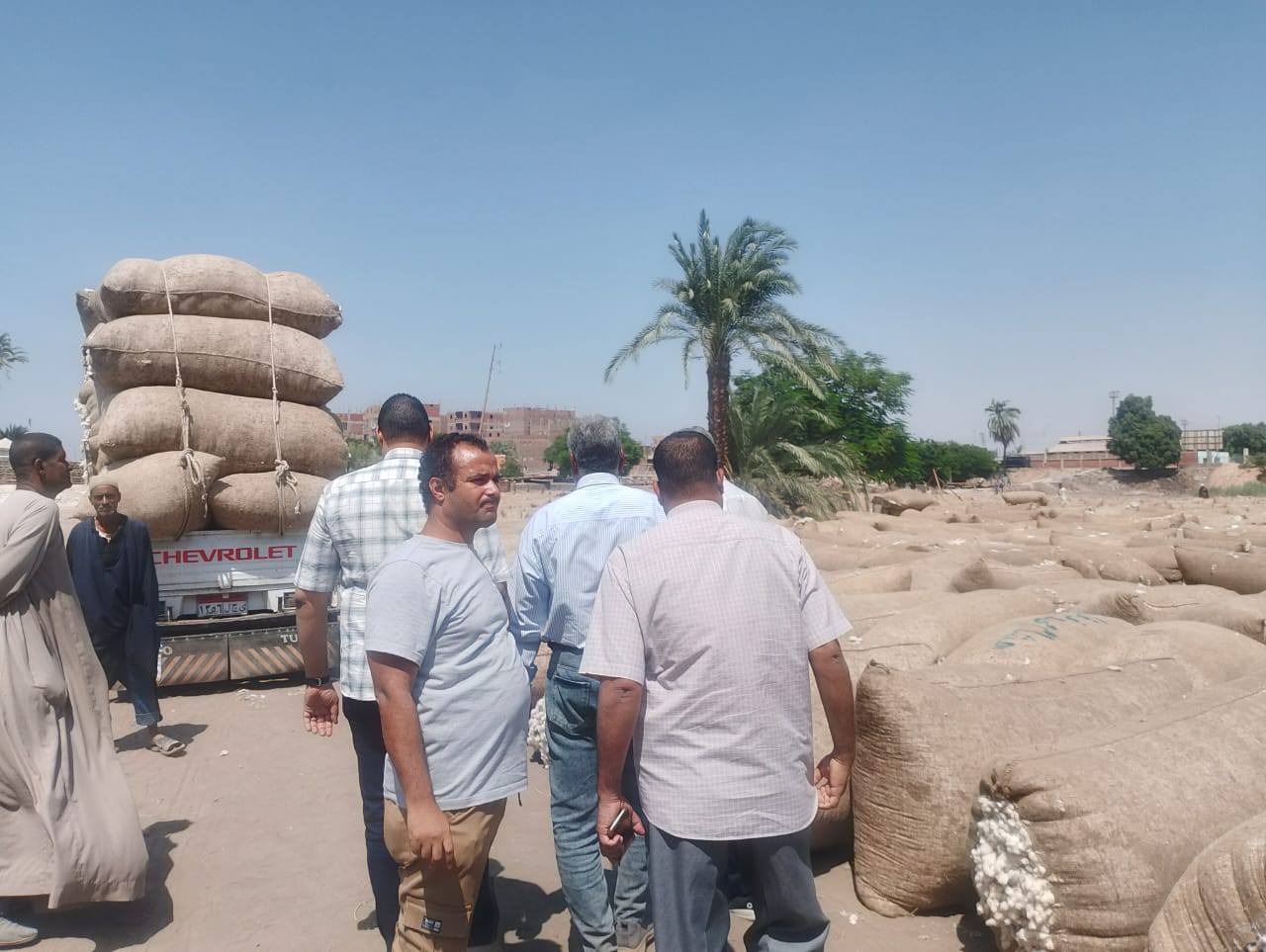 شون القطن (1)