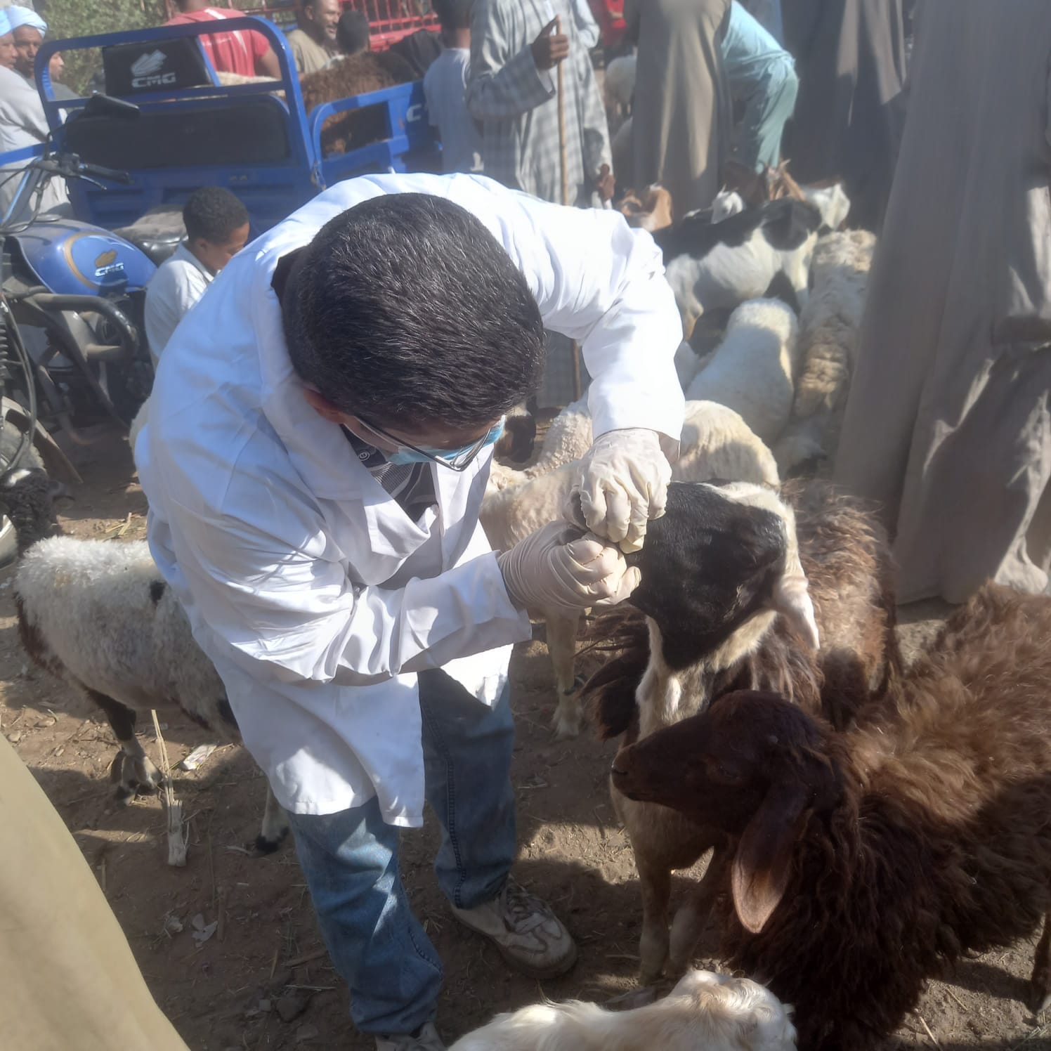 جانب من فحص الأغنام والماشية بالأسواق
