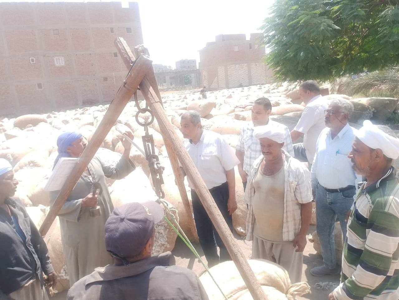 شون القطن (2)