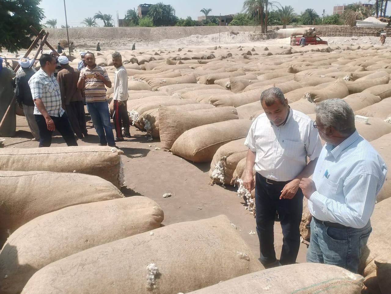 شون القطن (3)