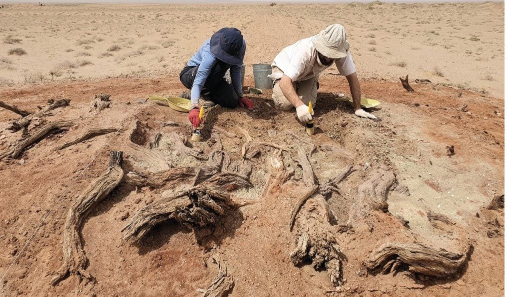 حفريات جدار جوبى حفريات جدار جوبى