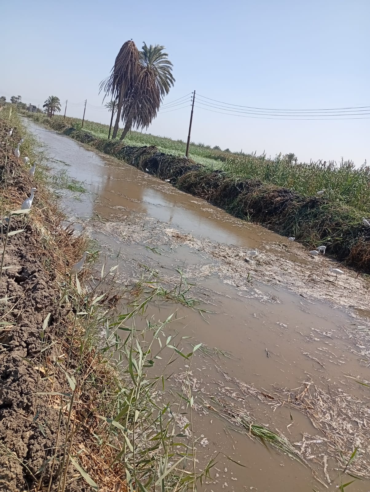 عمليات تطهير الترع والمصارف (5)