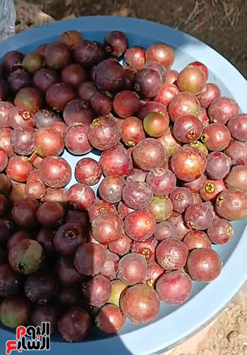 الجوافة-الفرنساوي