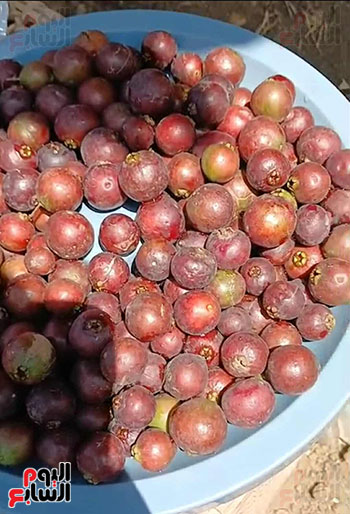 محصول-الجوافة-الفرنساوي