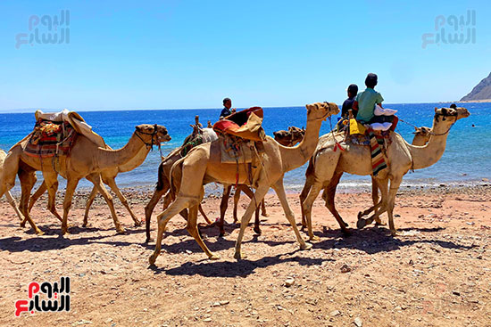 رحلات السفارى فى مدينة دهب (24)