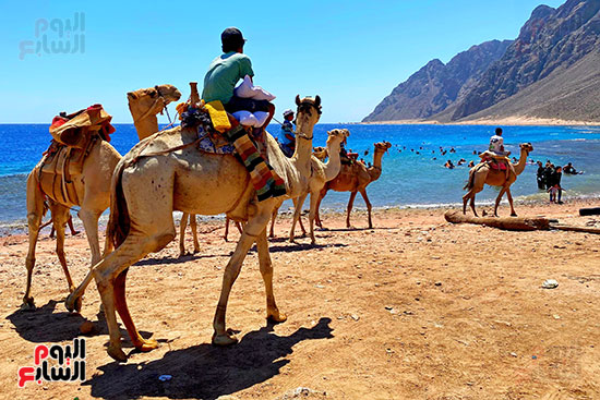 رحلات السفارى فى مدينة دهب (4)