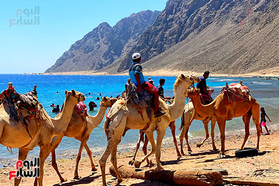 رحلات السفارى فى مدينة دهب (8)