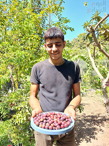 حصاد-الجوافة-الفرنساوى-بالشرقية..-الكيلو-بـ-250-جنيه-وتعطى-20-ضعف-البلدي