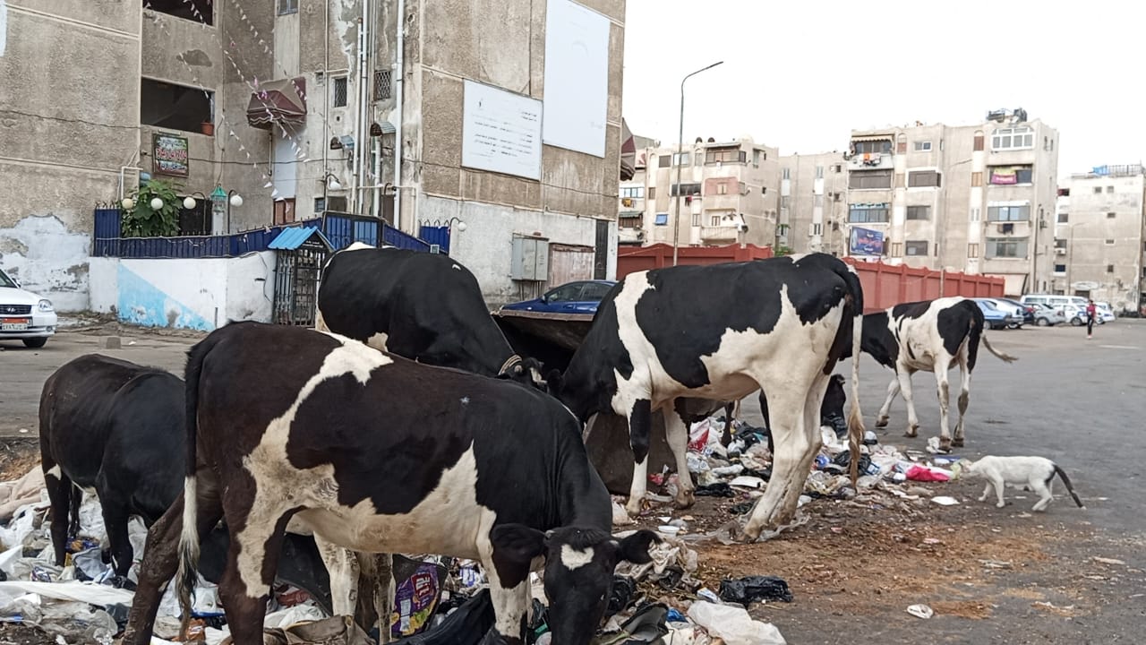 الماشية في الزهور