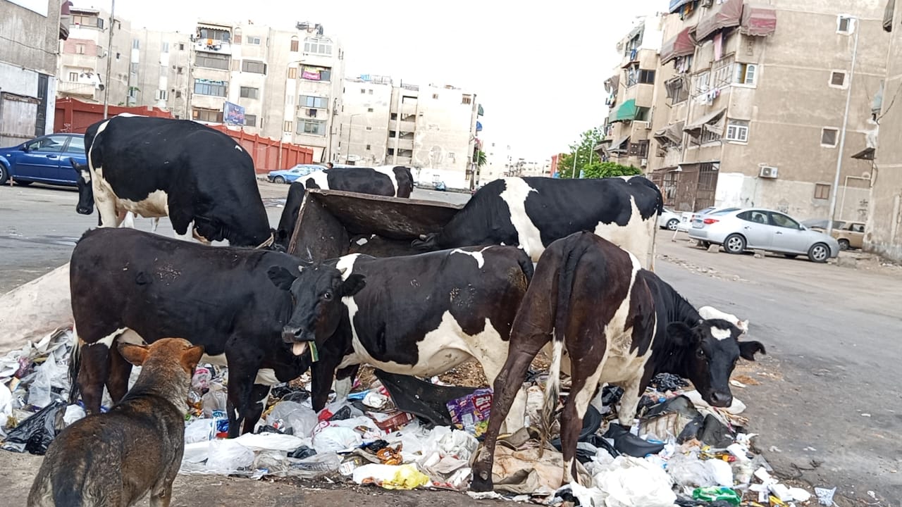 الايقار والكلاب