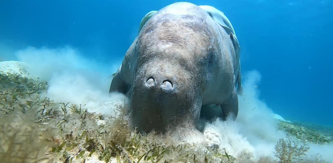 الدوجونج كائن بحرى ثدى بمرسى علم الدوجونج كائن بحرى ثدى بمرسى علم