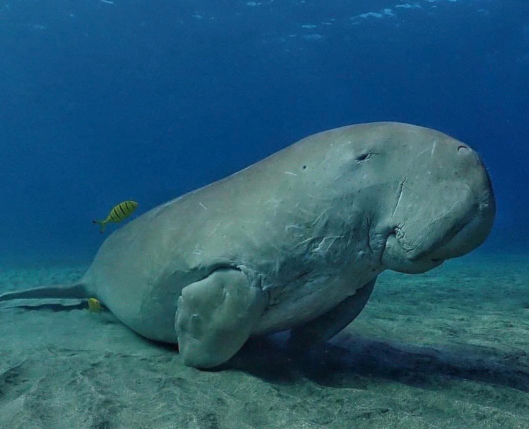 الدوجونج بالخلجان مرسى علم الدوجونج بالخلجان مرسى علم