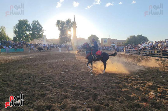 ختام-سباقات-الخيول-فى-قري-الأقصر-احتفالاً-بالمولد ختام-سباقات-الخيول-فى-قري-الأقصر-احتفالاً-بالمولد