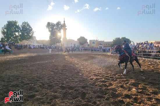 جانب-من-عروض-الخيول-فى-المولد-النبوى جانب-من-عروض-الخيول-فى-المولد-النبوى