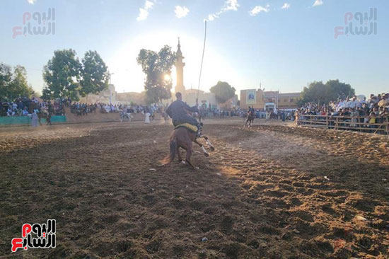 عروض-الخيول-الختامية-بمولد-منشأة-العمارى-بالأقصر عروض-الخيول-الختامية-بمولد-منشأة-العمارى-بالأقصر