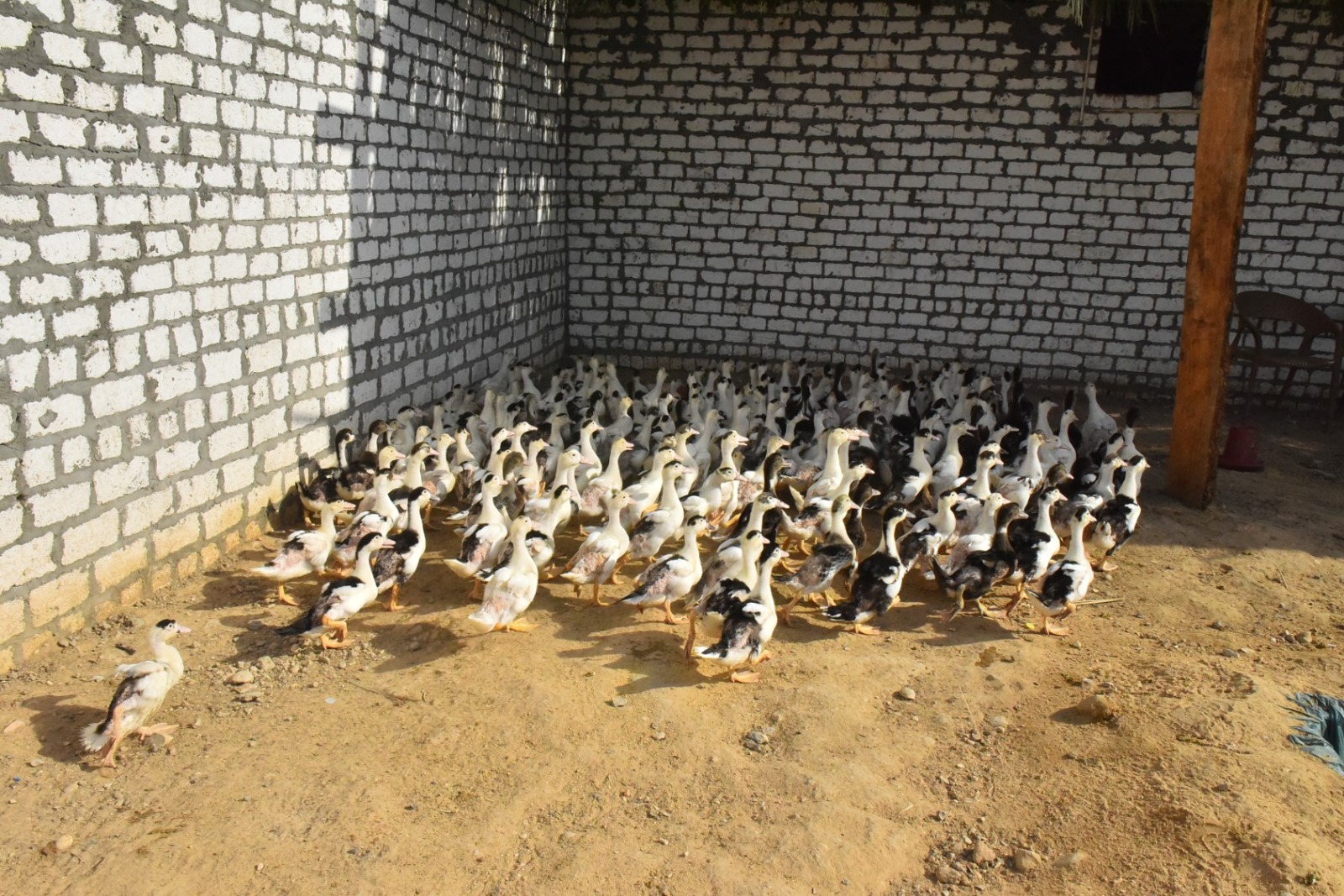 مناطق ومشاريع إقتصادية فى أسيوط تدخل حيز التنفيذ (6)