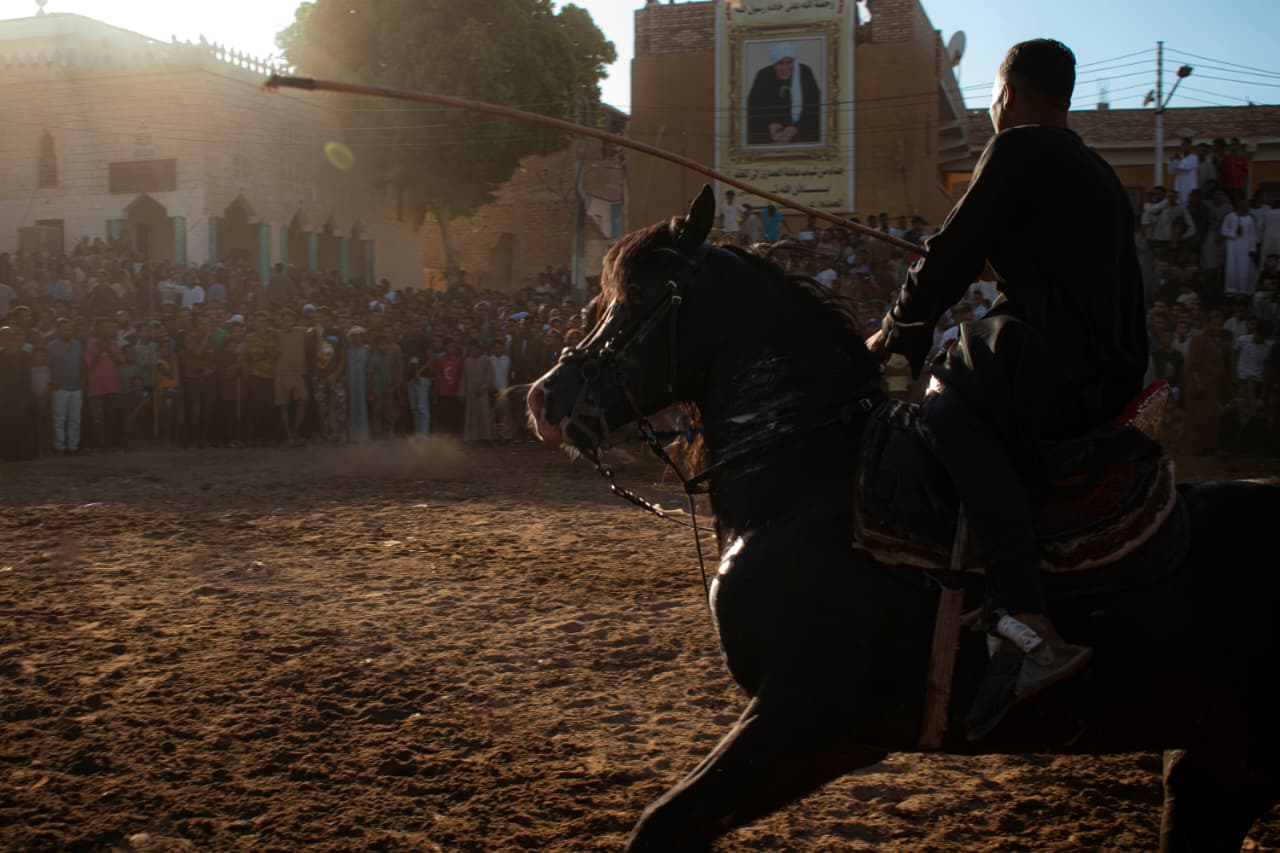 عروض مميز للخيول فى ليالي المولد النبوى