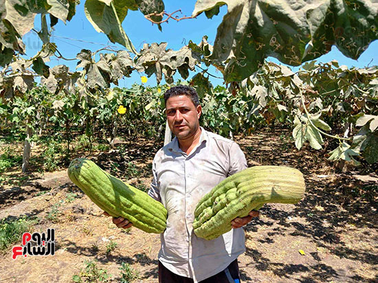 بدء-حصاد-محصول-اللوف-فى-غيطان-الشرقية بدء-حصاد-محصول-اللوف-فى-غيطان-الشرقية