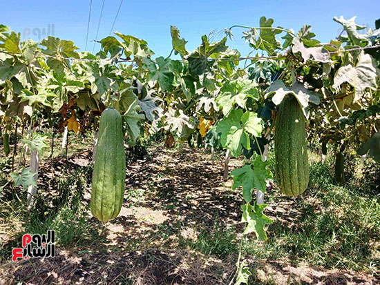 محصول-اللوف-يجلب-عملة-صعبة-للبلاد محصول-اللوف-يجلب-عملة-صعبة-للبلاد