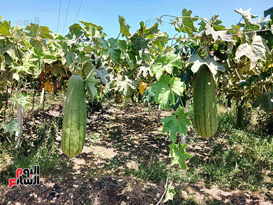 اللوف-محصول-مربح اللوف-محصول-مربح