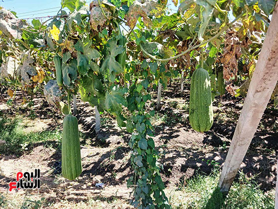 محصول-اللوف محصول-اللوف