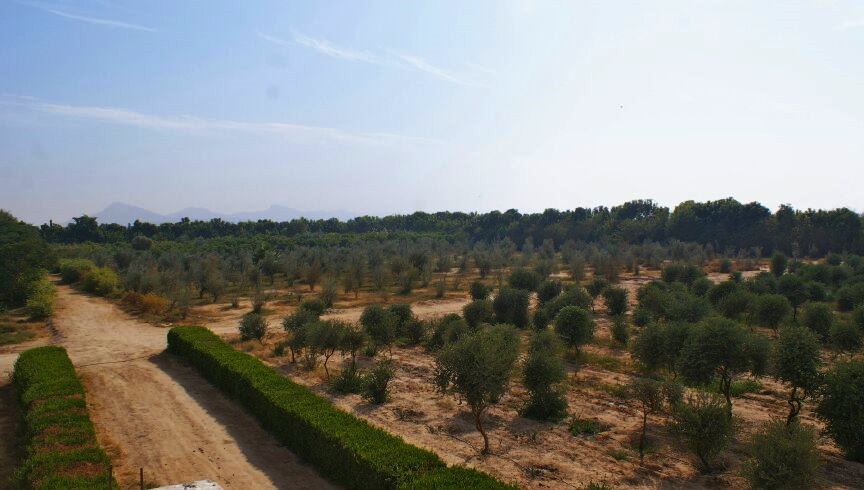 الغابات الشجرية في شرق وغرب الأقصر بوابة معالجة مياه الصرف