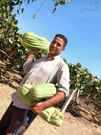 حصاد-اللوف حصاد-اللوف