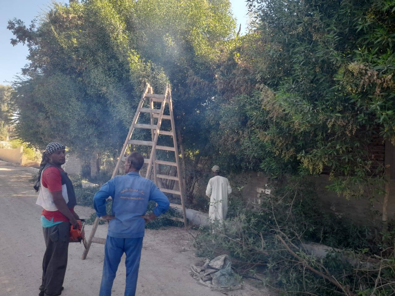 العمل في قص وتهذيب الأشجار بمدخل مدينة الطود العمل في قص وتهذيب الأشجار بمدخل مدينة الطود