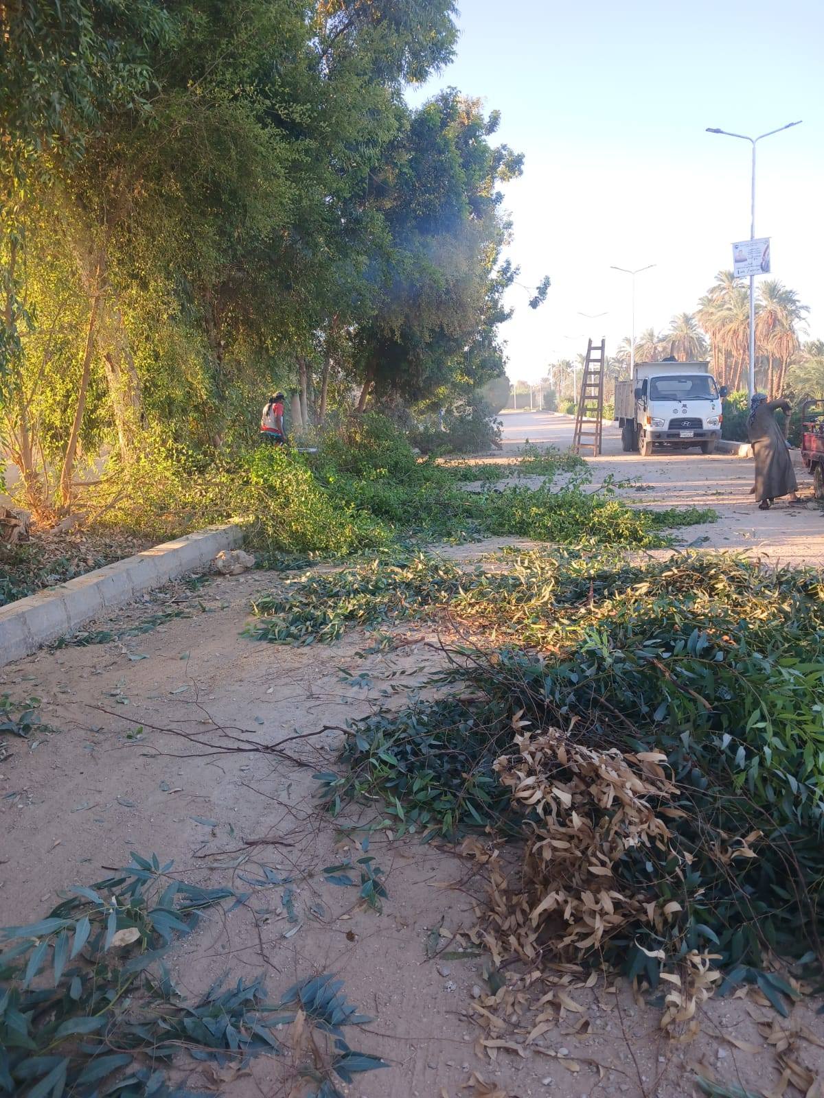 قص وتهذيب الأشجار بمدخل مدينة الطود قص وتهذيب الأشجار بمدخل مدينة الطود
